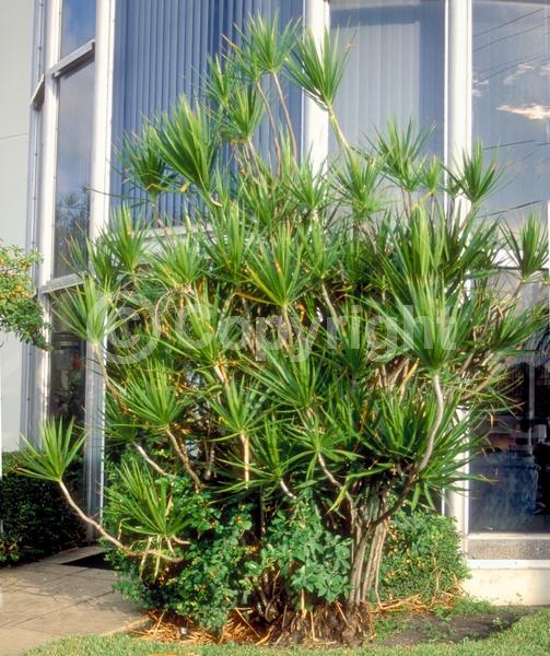 White blooms; Evergreen; Broadleaf