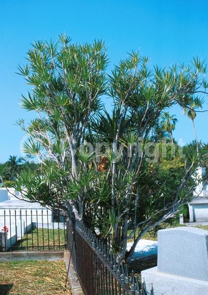 White blooms; Evergreen; Broadleaf