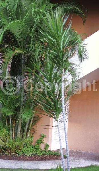 White blooms; Evergreen; Broadleaf