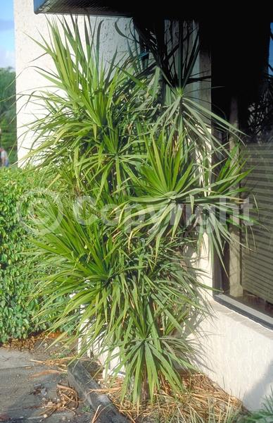 White blooms; Evergreen; Broadleaf