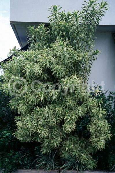 Yellow blooms; Evergreen