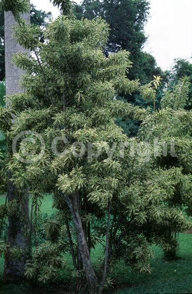 Yellow blooms; Evergreen