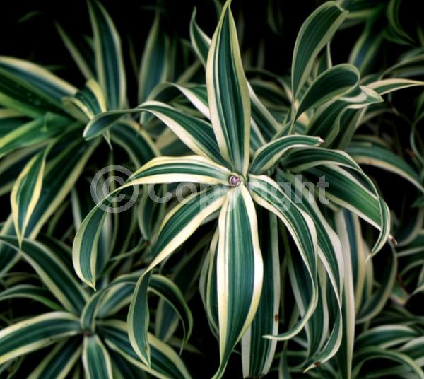 Yellow blooms; Evergreen