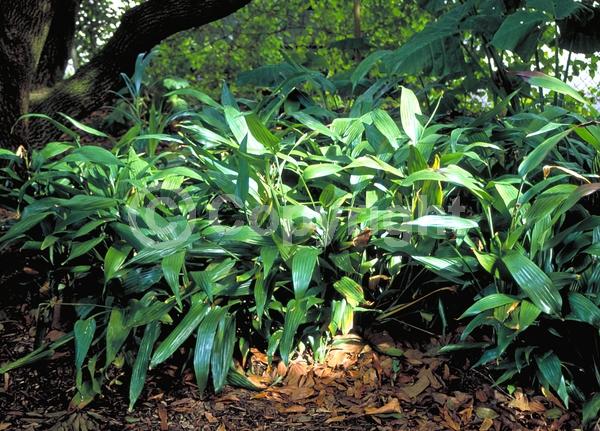 Pink blooms; Evergreen; Broadleaf