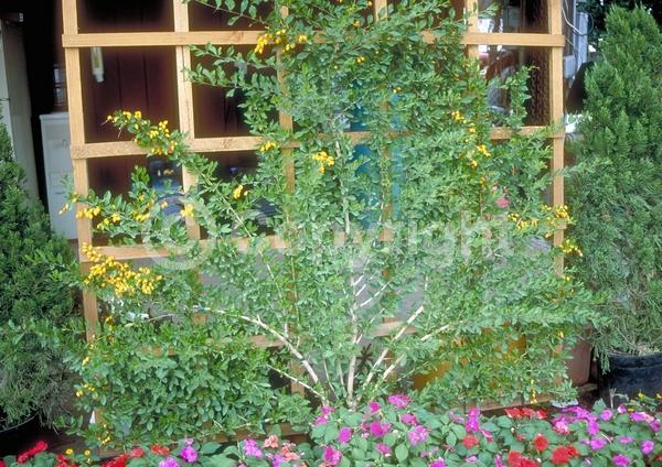 Purple blooms; White blooms; Lavender blooms; Evergreen; North American Native