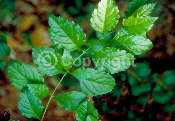 Purple blooms; White blooms; Lavender blooms; Evergreen; North American Native