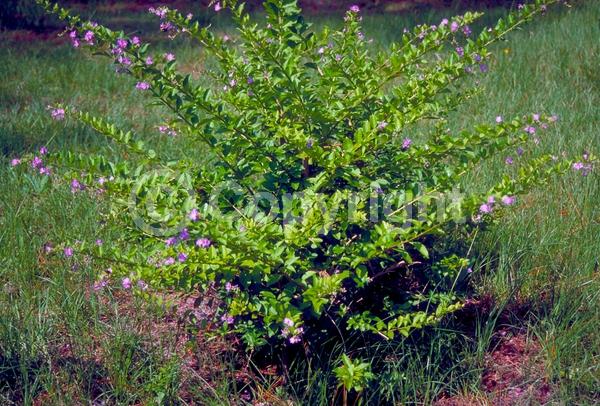 Purple blooms; White blooms; Lavender blooms; Evergreen; North American Native