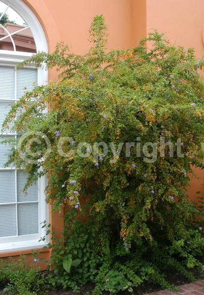 Purple blooms; White blooms; Lavender blooms; Evergreen; North American Native