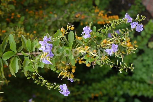 Purple blooms; White blooms; Lavender blooms; Evergreen; North American Native