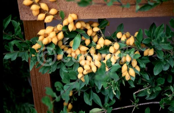 Purple blooms; White blooms; Lavender blooms; Evergreen; North American Native