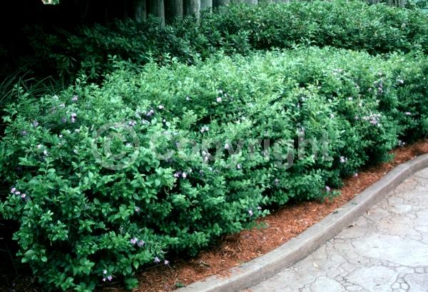Purple blooms; White blooms; Lavender blooms; Evergreen; North American Native
