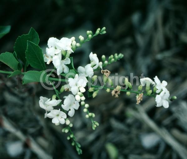 Purple blooms; White blooms; Lavender blooms; Evergreen; North American Native