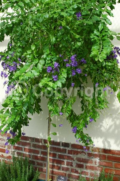 Purple blooms; White blooms; Lavender blooms; Evergreen; North American Native