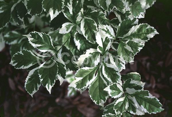 Purple blooms; White blooms; Lavender blooms; Evergreen; Needles or needle-like leaf; North American Native