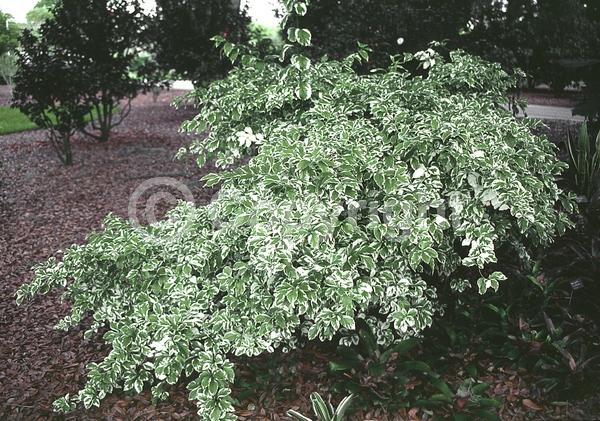 Purple blooms; White blooms; Lavender blooms; Evergreen; Needles or needle-like leaf; North American Native