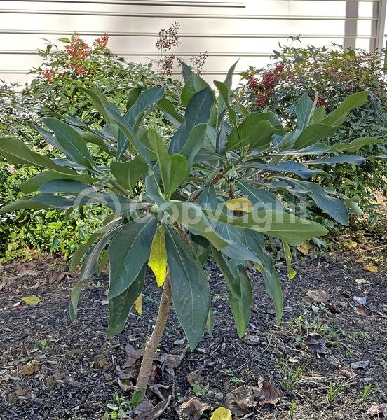 Yellow blooms; Deciduous