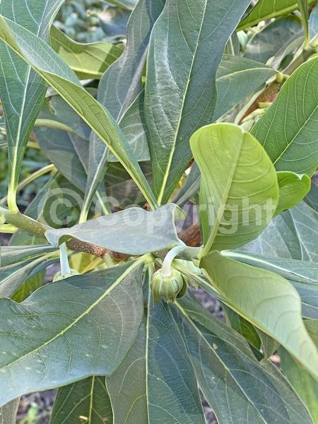 Yellow blooms; Deciduous