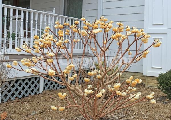 Yellow blooms; Deciduous
