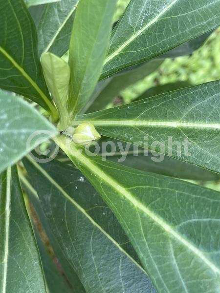 Yellow blooms; Deciduous