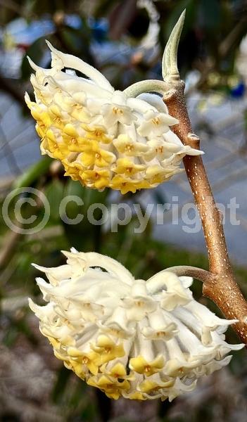 Yellow blooms; White blooms; Deciduous; Broadleaf