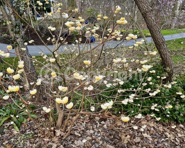 Yellow blooms; White blooms; Deciduous; Broadleaf