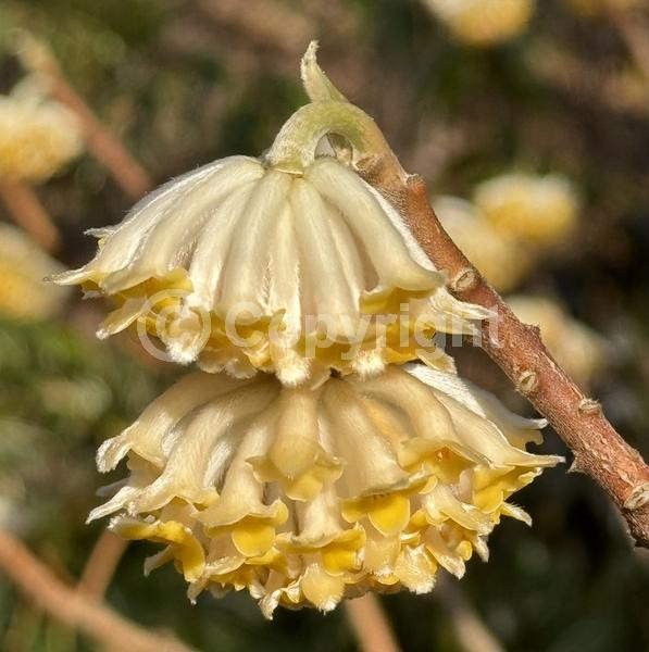 Yellow blooms; White blooms; Deciduous; Broadleaf