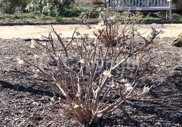 Yellow blooms; Deciduous