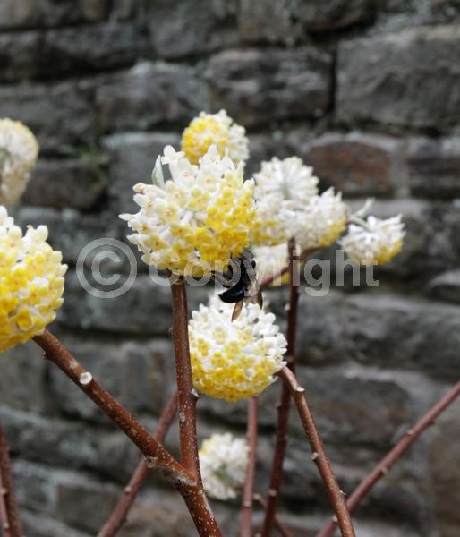 Yellow blooms; White blooms; Deciduous; Broadleaf