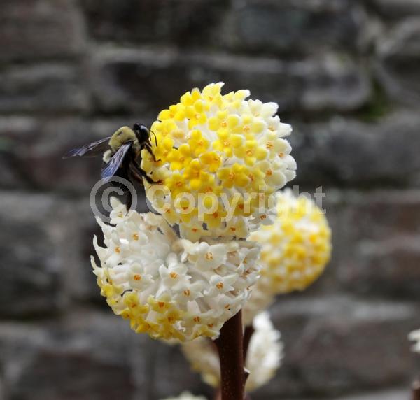 Yellow blooms; White blooms; Deciduous; Broadleaf