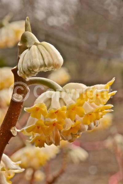 Yellow blooms; White blooms; Deciduous; Broadleaf