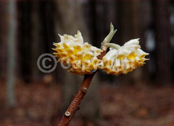 Yellow blooms; White blooms; Deciduous; Broadleaf