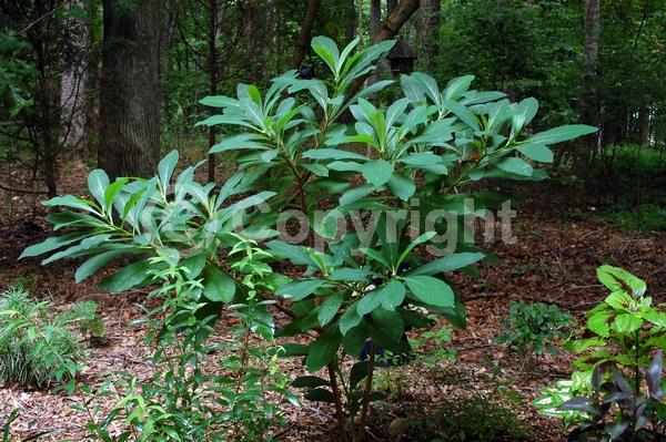 Yellow blooms; White blooms; Deciduous; Broadleaf