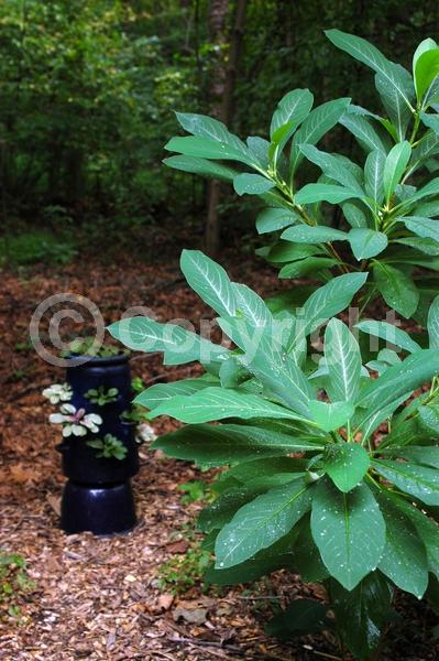 Yellow blooms; White blooms; Deciduous; Broadleaf