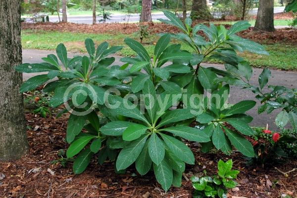 Yellow blooms; White blooms; Deciduous; Broadleaf