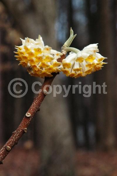 Yellow blooms; White blooms; Deciduous; Broadleaf