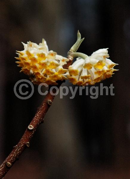 Yellow blooms; White blooms; Deciduous; Broadleaf