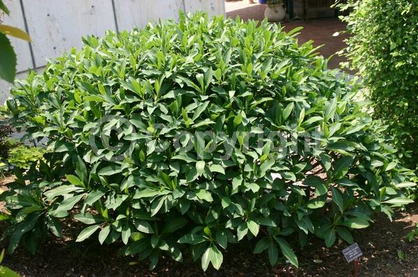 Yellow blooms; Deciduous; Broadleaf