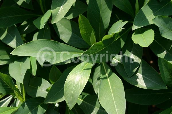 Yellow blooms; Deciduous; Broadleaf