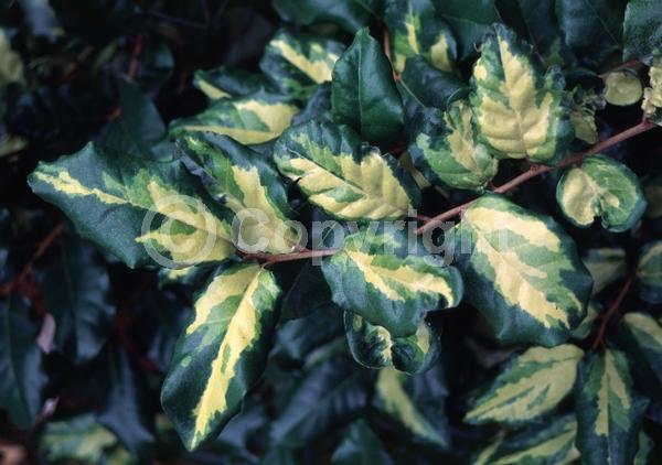 White blooms; Evergreen; Semi-evergreen