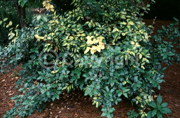 White blooms; Evergreen; Semi-evergreen