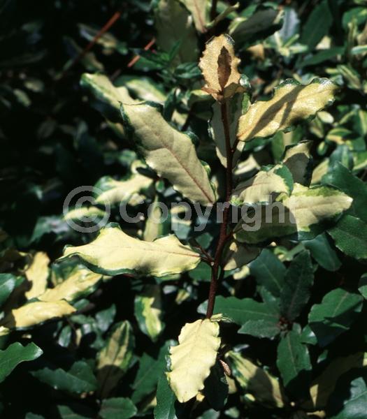 White blooms; Evergreen; Semi-evergreen