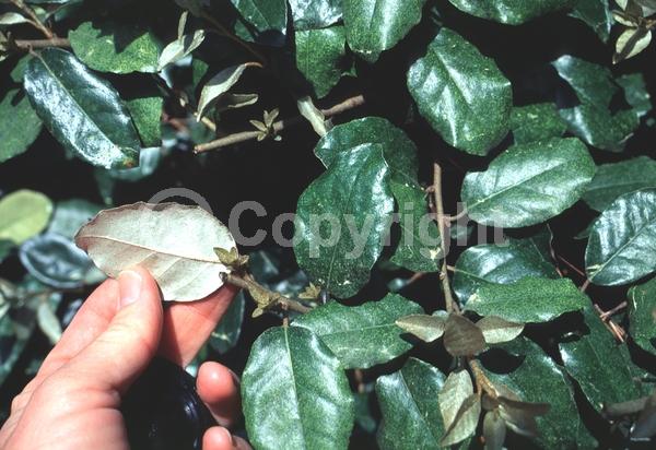 White blooms; Evergreen; Semi-evergreen