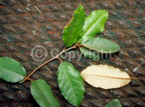 White blooms; Evergreen; Semi-evergreen