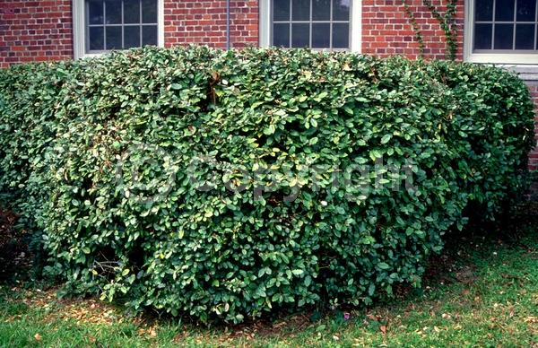 White blooms; Evergreen; Semi-evergreen