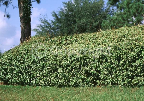 White blooms; Evergreen; Semi-evergreen