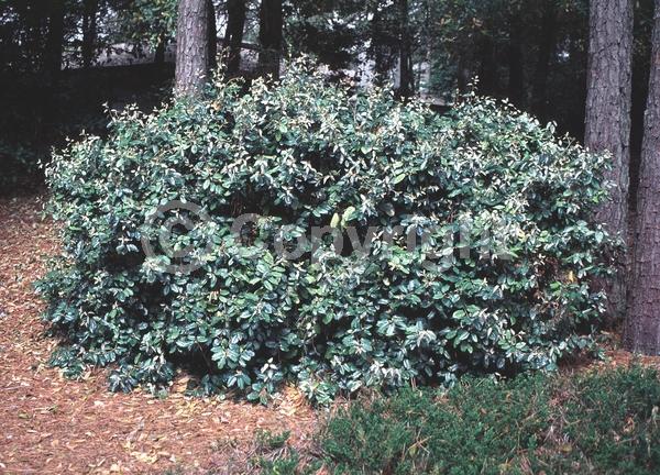 White blooms; Evergreen; Semi-evergreen