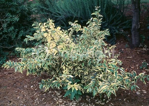 White blooms; Evergreen; Semi-evergreen