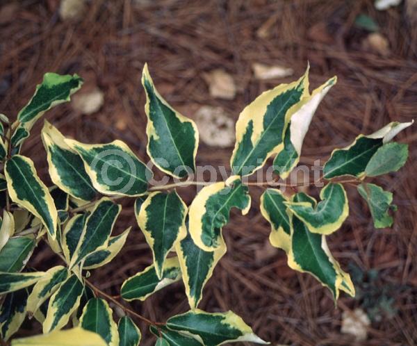 White blooms; Evergreen; Semi-evergreen