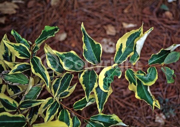White blooms; Evergreen; Semi-evergreen