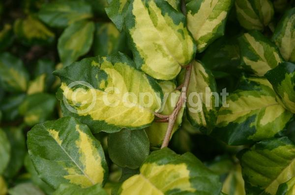 White blooms; Evergreen; Broadleaf